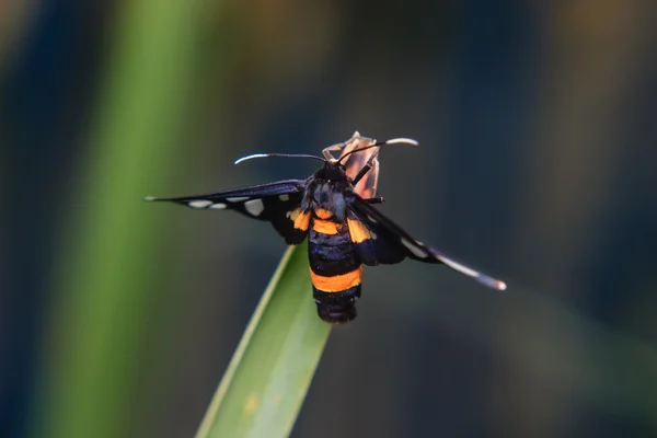 Käfer am Stamm der Pflanze — Stockfoto