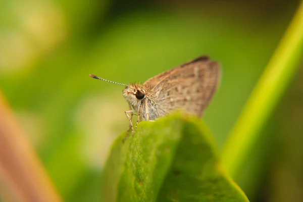 Pequeña mariposa marrón sobre hoja verde —  Fotos de Stock