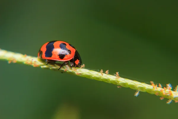 Lieveheersbeestje op stam van plant — Stockfoto