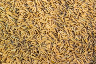 Çeltik pirinç doku arka plan