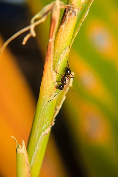 黑蚂蚁 — 图库照片