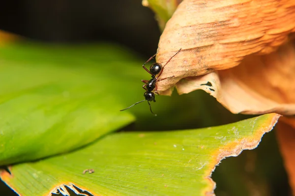 Black ant — Stock Photo, Image