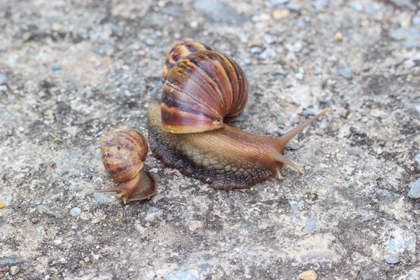 Close up of a snail — Stock Photo, Image