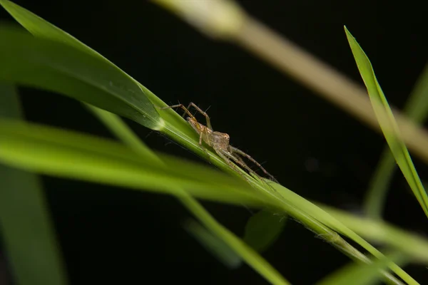 Kleine Spinne auf dem Blatt — Stockfoto