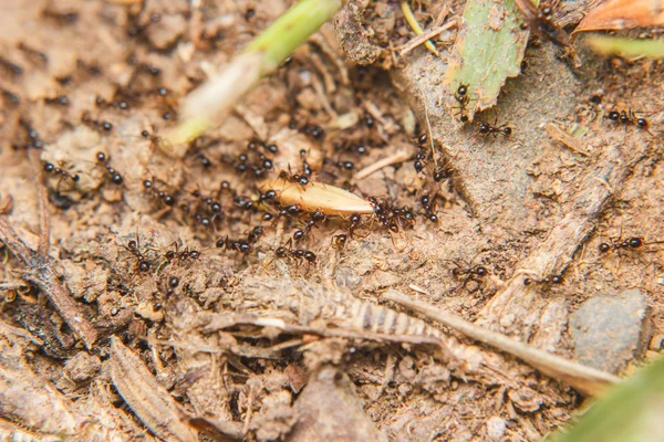 Black Ants army carrying food — Stock Photo, Image