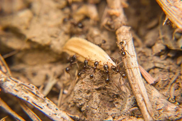 Армия черных муравьев с продовольствием — стоковое фото