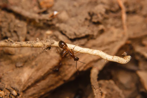 植物茎的黑蚂蚁 — 图库照片