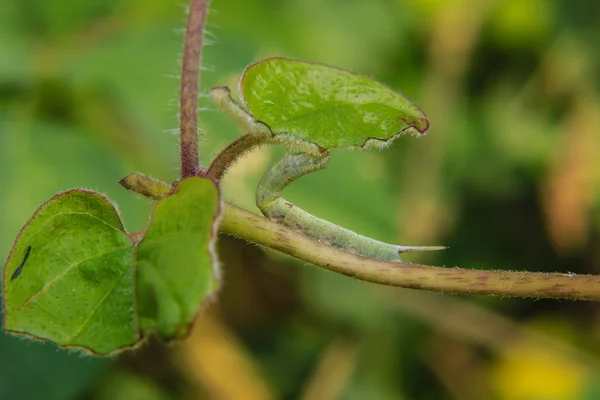 绿色的毛虫蠕虫 — 图库照片