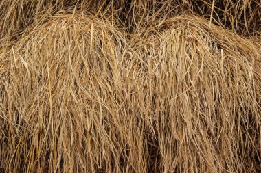 pirinç saman yığını 