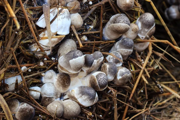 Cogumelo palha — Fotografia de Stock