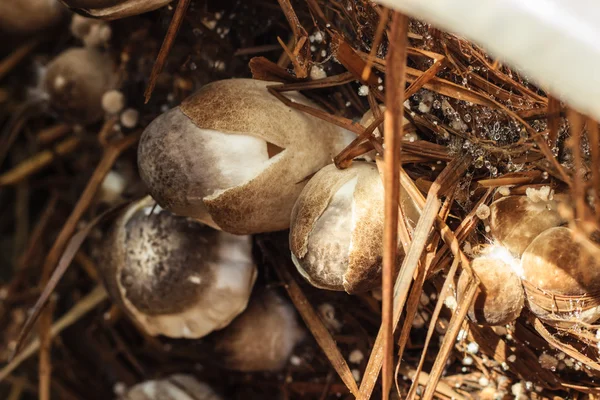 Cogumelo palha — Fotografia de Stock