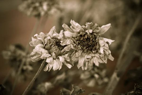 Fleurs séchées — Photo