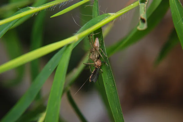 与捕获猎物叶上的小蜘蛛 — 图库照片
