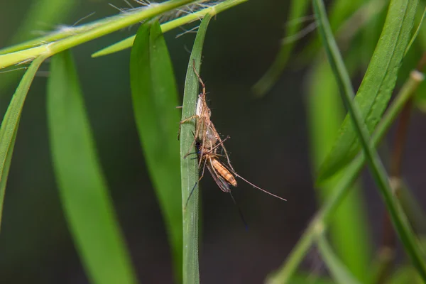 Pequeña araña en la hoja con presa capturada —  Fotos de Stock