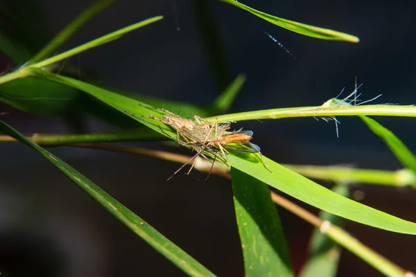 Lilla spindel på bladet med infångade byten — Stockfoto