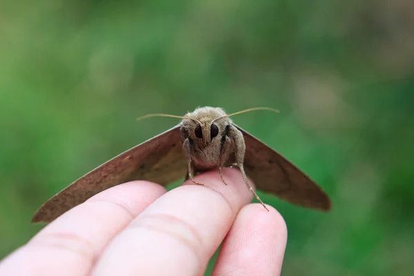 Zblízka motýl na lidské prsty — Stock fotografie
