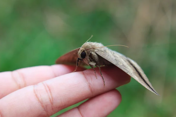 De cerca Mariposa en los dedos humanos —  Fotos de Stock