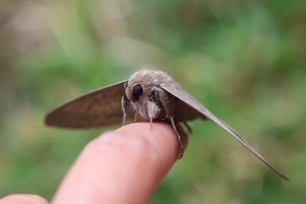 De cerca Mariposa en los dedos humanos —  Fotos de Stock