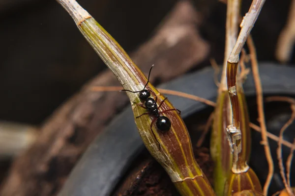 Zwarte ant — Stockfoto