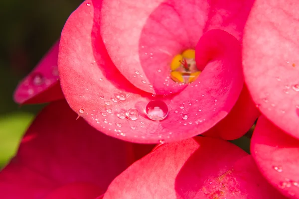 Fermer Gouttes de rosée sur fleur de printemps. fond de printemps — Photo