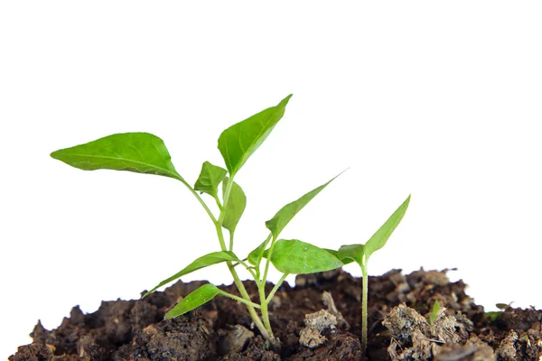 Jonge plant groeit in een bodem op witte achtergrond — Stockfoto