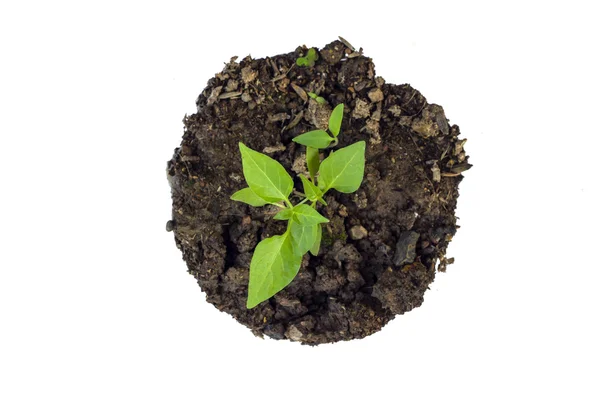 Young plant growing in a soil on white background — Stock Photo, Image