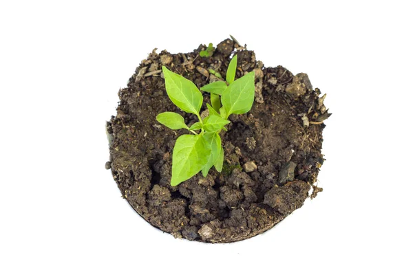 Jeune plante poussant dans un sol — Photo