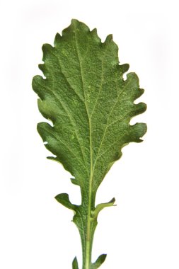 Beyaz arkaplanda yeşil yaprak