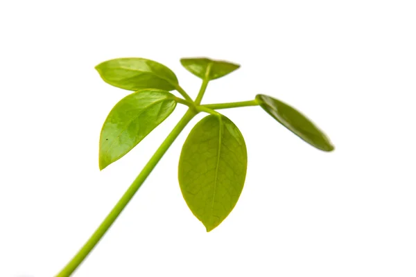 Folha verde no fundo branco — Fotografia de Stock