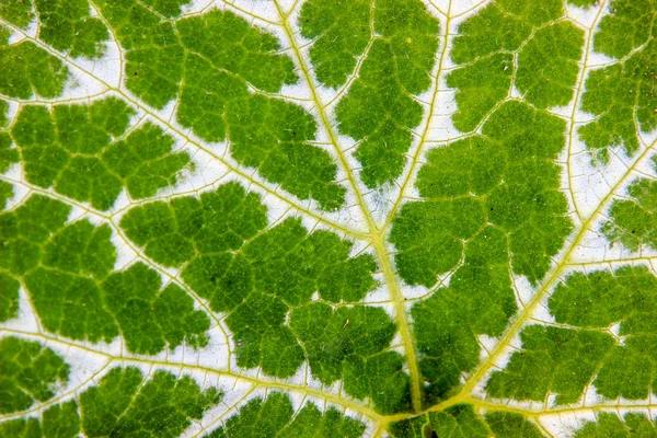 Textura de hoja verde para fondo — Foto de Stock