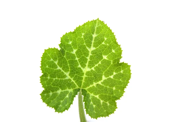 Hoja verde sobre fondo blanco — Foto de Stock