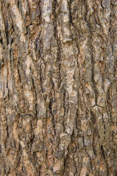 Ağaç kabuğu dokusu arkaplanı — Stok fotoğraf