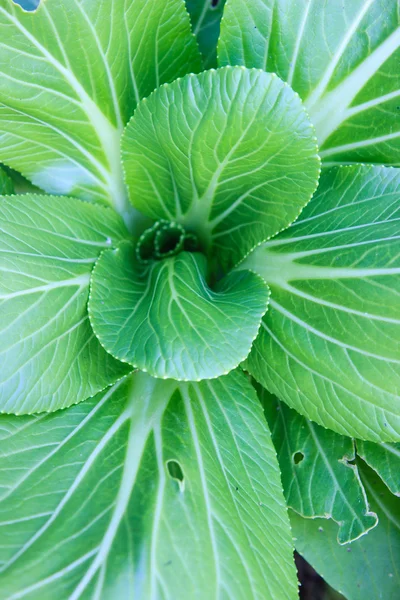 Cerrar las hojas de lechuga fresca — Foto de Stock