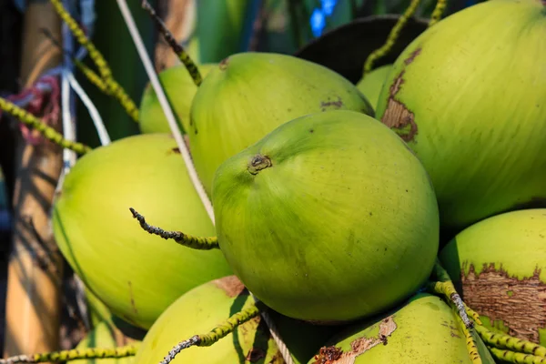 Cocos verdes pendurados na palmeira — Fotografia de Stock