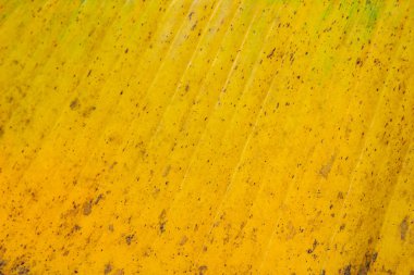 Sarı ve yeşil renk muz yaprak doku arka plan