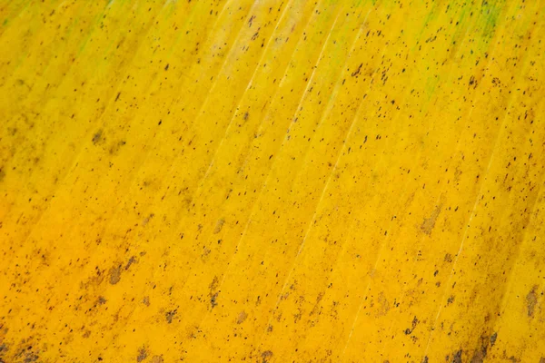 黄色と緑の色バナナ葉のテクスチャ背景 — ストック写真