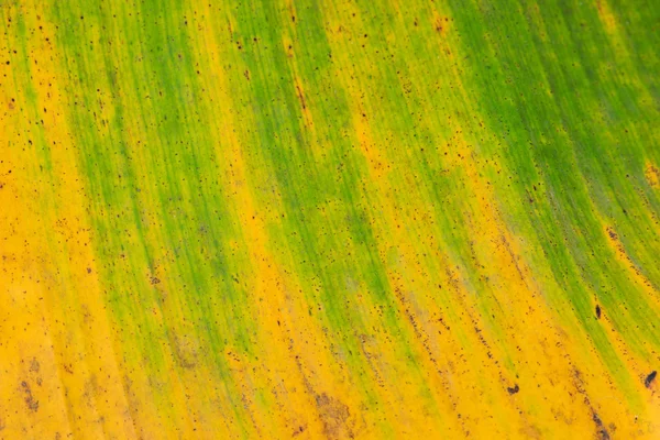 Желтый и зеленый цвет банановый лист текстуры фона — стоковое фото