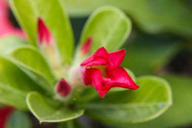 Kırmızı Adenium obesum çiçek