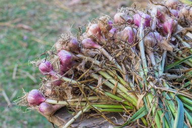 hasat kırmızı soğan