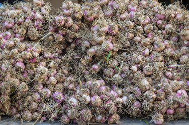 hasat kırmızı soğan