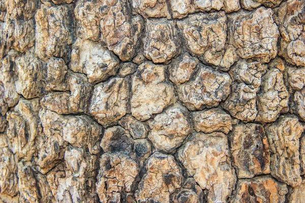 Écorce d'arbre texture fond — Photo