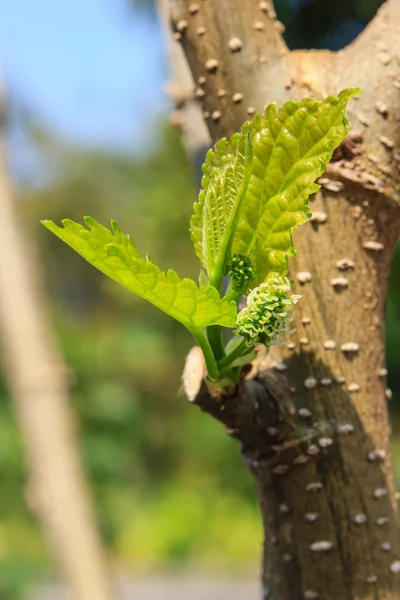 Větev stromu s pupeny a jarní zelené listy — Stock fotografie
