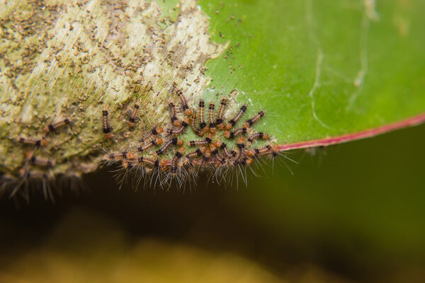group of little caterpillars