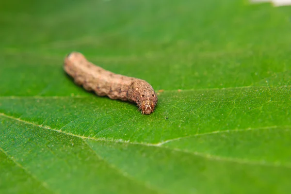 Bahçedeki leaf Caterpillar solucan — Stok fotoğraf