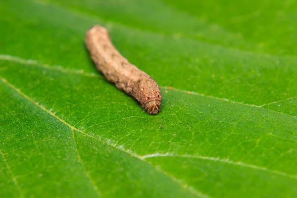 叶在花园里的毛毛虫蠕虫 — 图库照片