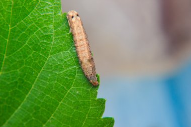 Bahçedeki leaf Caterpillar solucan