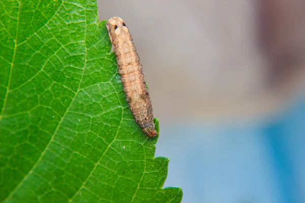 Caterpillar worm on leaf in the garden — Stock Photo, Image