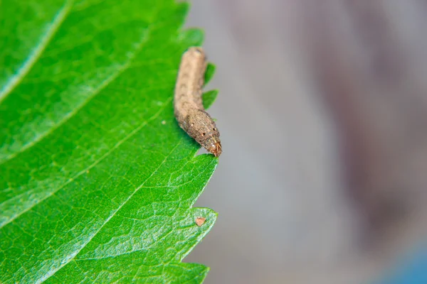 Gusano de oruga en la hoja en el jardín —  Fotos de Stock