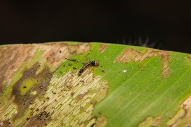 küçük tırtıllar makro