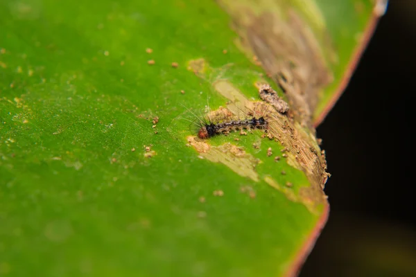 Makro mało gąsienic — Zdjęcie stockowe